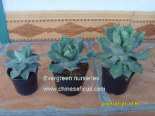 Agave potatorum var.verschaffeltii