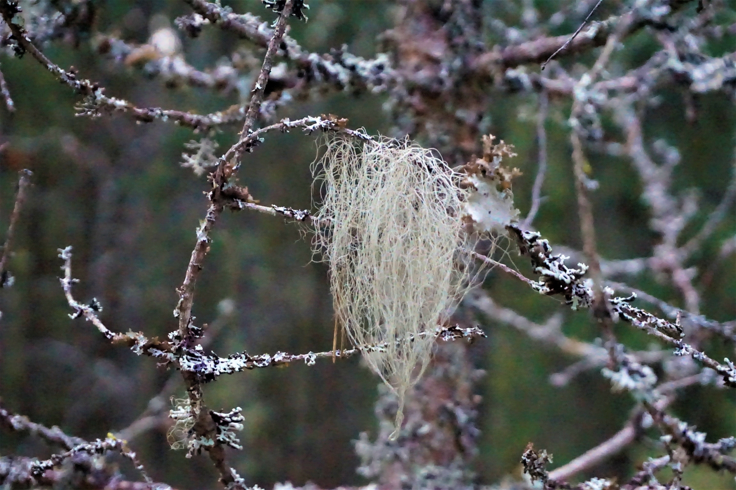 Usnea Usnea