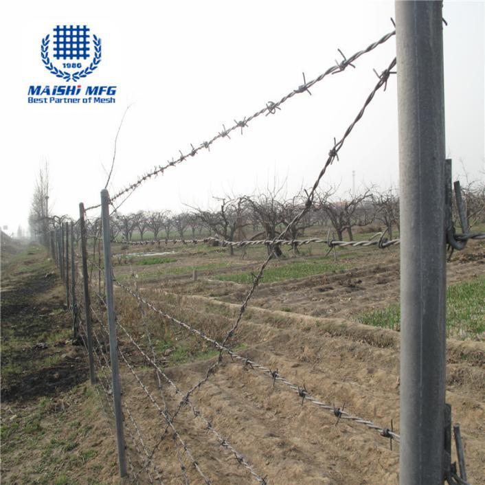 Galvanized Brab Wire Fence