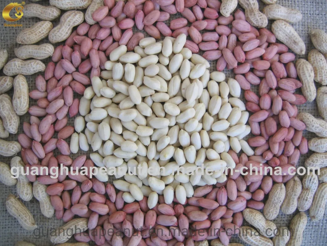 Best Quality New Crop Blanched Peanut Kernels Split From China