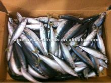 Frozen seafood Scomber japonicus