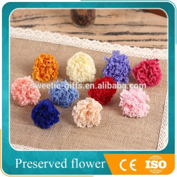 preserved carnation flower