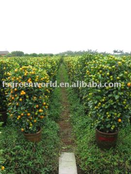 citrus shrubs