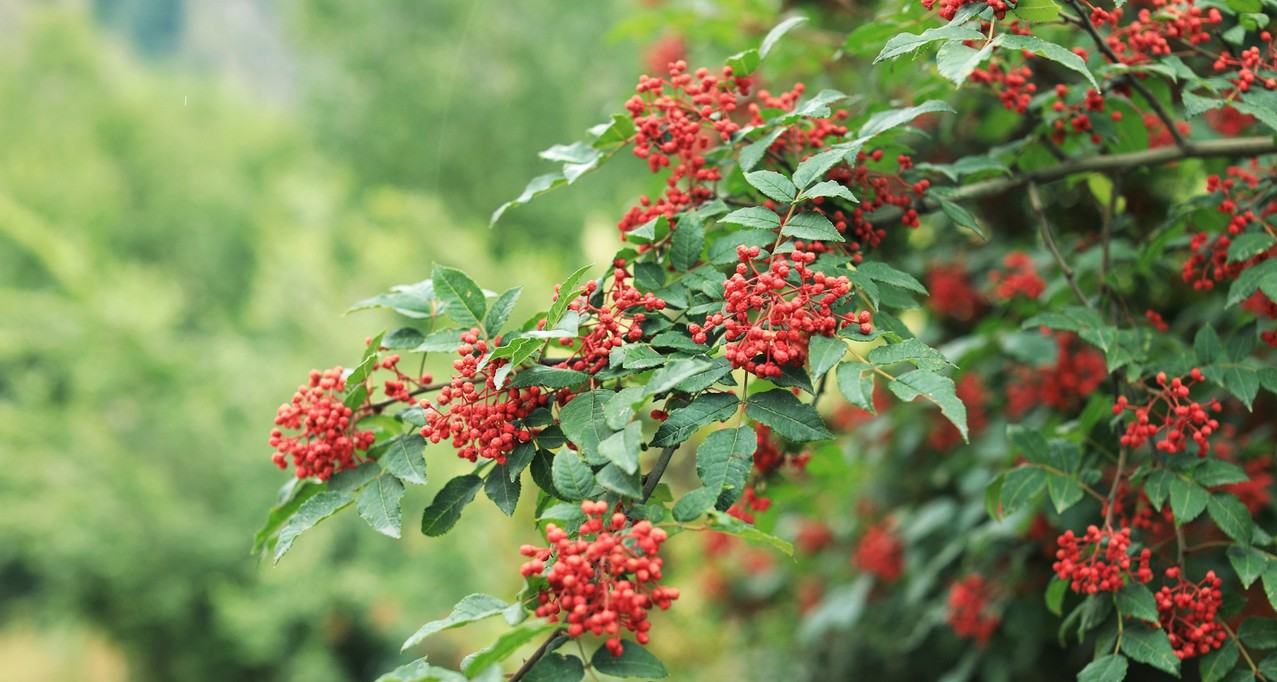 Prickly ash extract Prickly ash extract