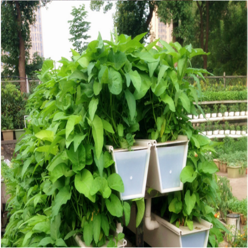 Hydroponic U-type Strawberry Growing Trough System