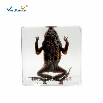 Embedded Specimen of Toad Animal Teaching Specimens