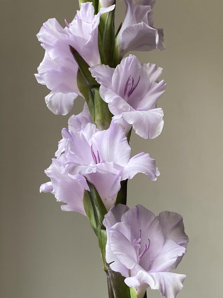 ট্যারো বেগুনি গ্লাডিওলাস Taro Purple Gladiolus