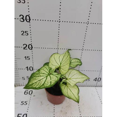 caladium bingbaixue for sale