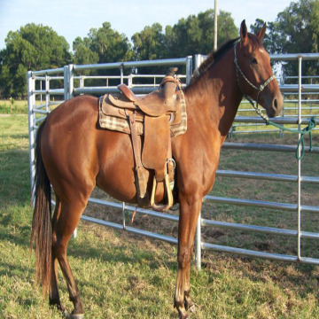 Alta capacidade flexível empalidece cerca de cavalo para fazenda