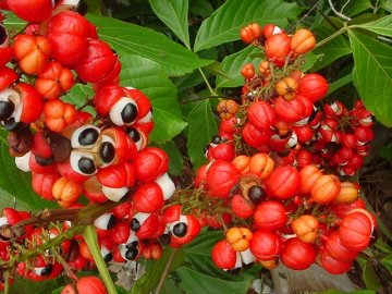 100% Natural - Guarana Extract