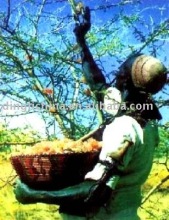 Natural Gum Arabic from Sudan