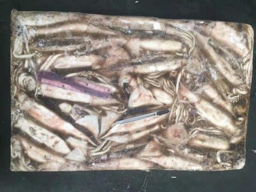 Seluruh Bulat Sea Frozen Squid Todarodes Pacificus 150-200g