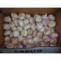 Export Normal White Garlic 2020