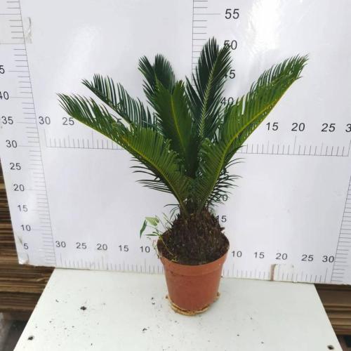 cycas revoluta rootball with leaves