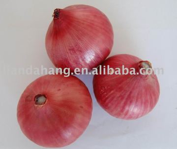 Fresh onion for Uzbekistan