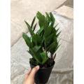 Zamioculcas zamiifolia 120# factory