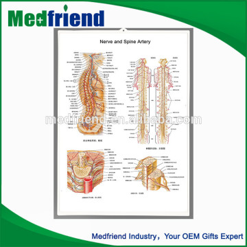 Wholesale High Quality 3D Medical Wall Chart