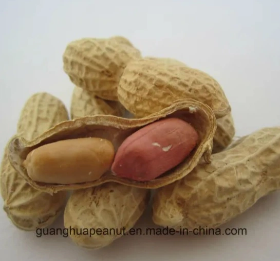 New Crop Roasted Peanuts with Factory Price