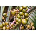 Saw Health Saw Palmetto Extraer ácido graso en polvo 25%