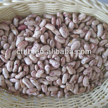 Long Shape Light Speckled Kidney beans
