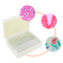 High-Quality Zoology Histology Slide Set - 25pcs Biology Microscope Slides