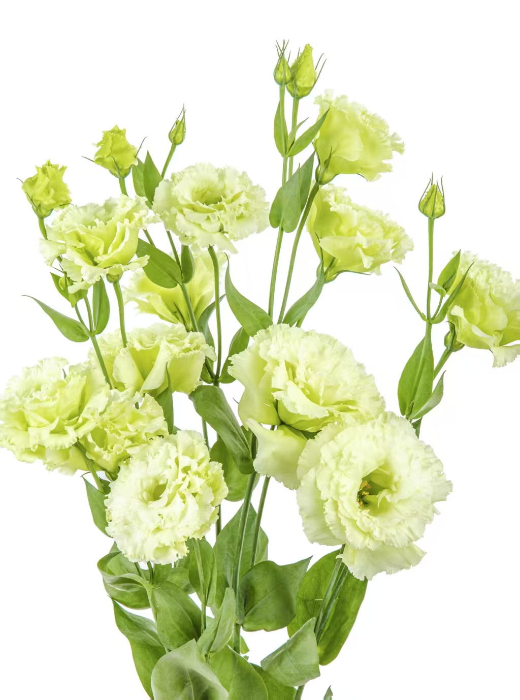 সবুজ লিসিয়ানথাস Green Lisianthus