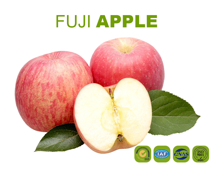 Nice pome fruit 80mm fresh fuji apple