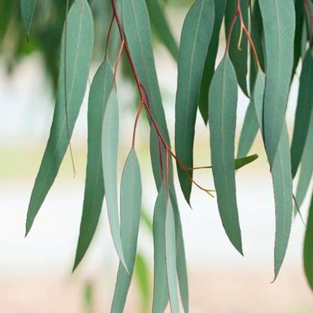 Vendita all&#39;ingrosso di olio di eucalipto al limone 99% all&#39;ingrosso