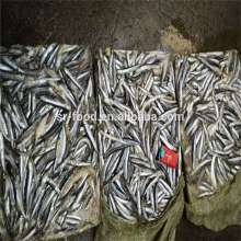 Good Quality Frozen Whole Anchovy for sale