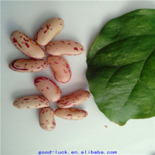 kidney beans factory price(long shape)