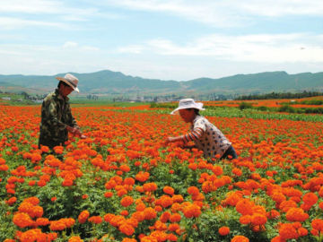 Chinese Best Orange Hybrid F1 Lutein Pigment Marigold Flower seeds Tagetes erecta seeds For Pot Flower Or For Landscape