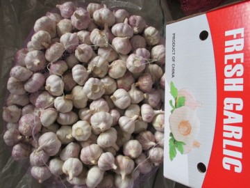 Fresh Normal Garlic Cold Storage