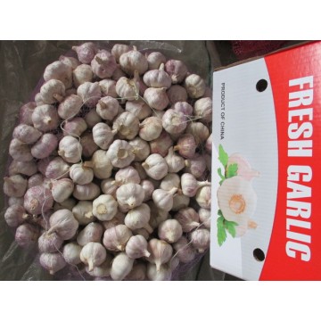 Fresh Normal Garlic Cold Storage