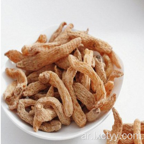 Gastrodia elata Blume root