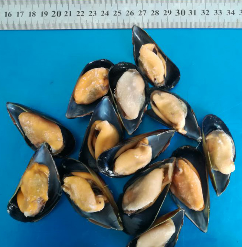 Zamrożone gotowane półkłaski małże online