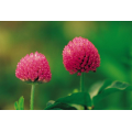 Red Clover P.E. 2.5% HPLC