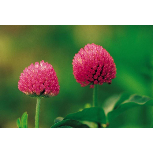 Red Clover PE 2.5% HPLC