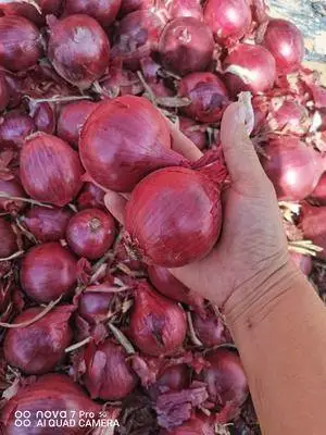 High Quality Fresh Onion Redonion Yellow Onion Wholesale Price