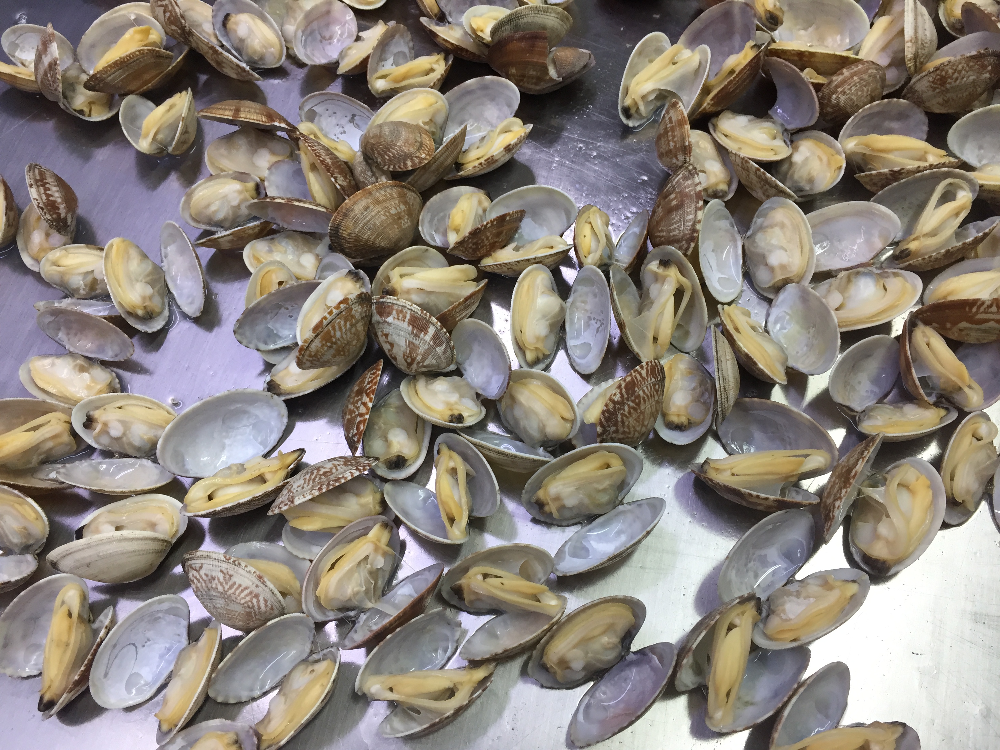 Wysokiej jakości małże małże iqf ze skorupą