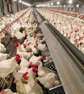 Automatic Poultry Egg Nest System for Breeders and Layers