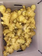 Fresh PVC Carton High Quality Ginger