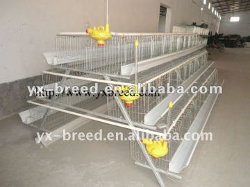 Ourselves factory layer pullet