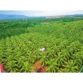 wholesale Coconut juice powder