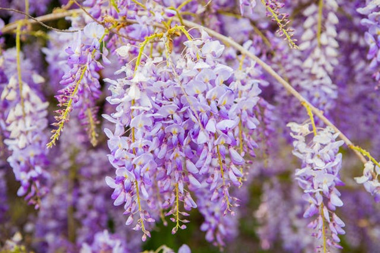 Pure Natural Wisteria Essential Oil