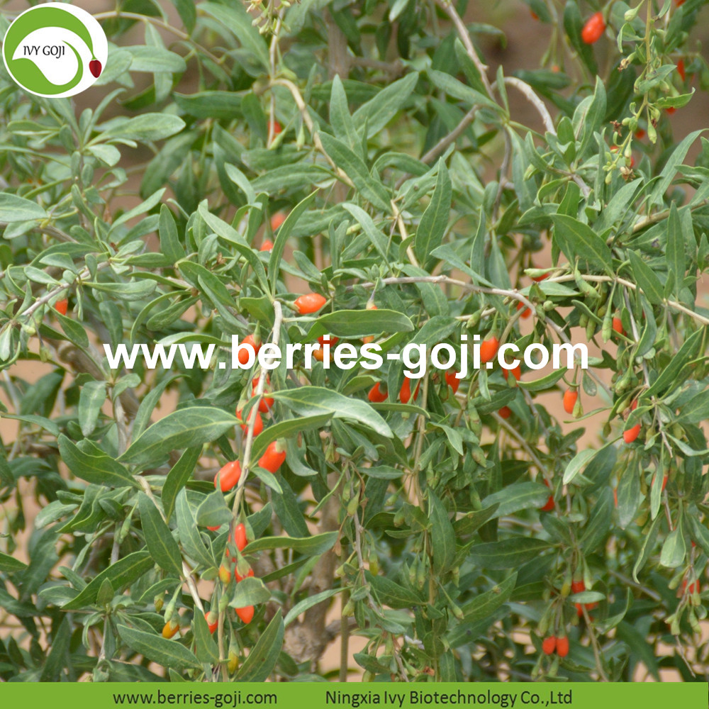 Conventional Goji Berries