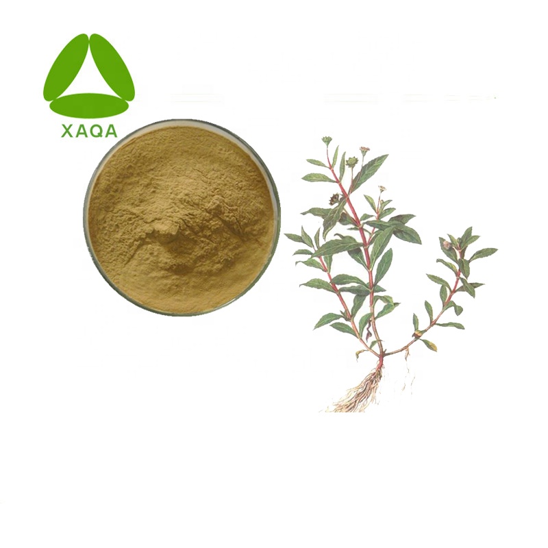 Eclipta Alba / Elderberry Extract Pulver 10: 1