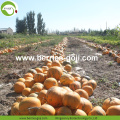 โรงงานจัดหาดิบ GWS เกรด AA Pumpkin Kernels