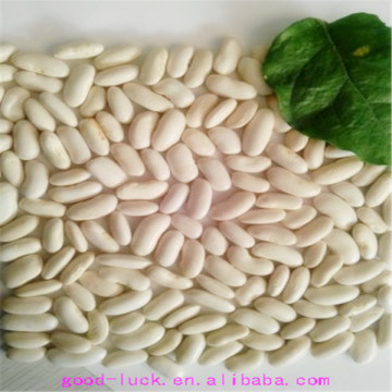 white kidney beans for can