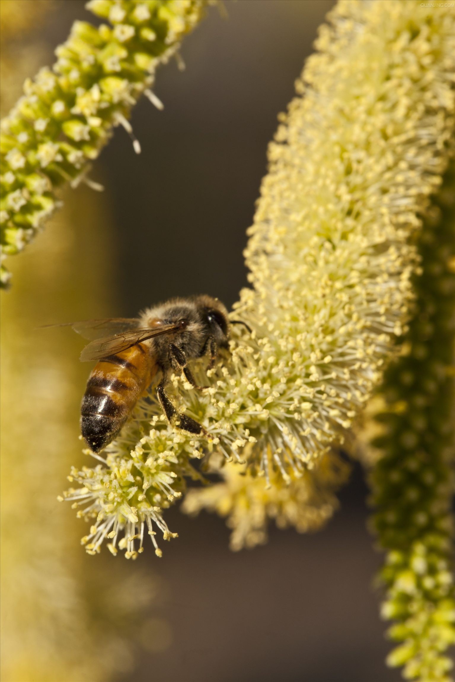 Pure Bee Pollen Powder