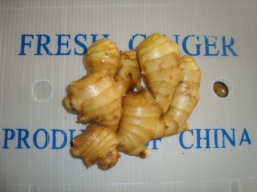 Different Sizes of Fresh Ginger In Different Packagings